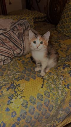 semi persian kitten for sale. contact 03361363210