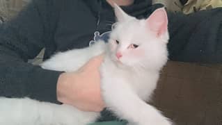 white persian female cat ( urgent sale )