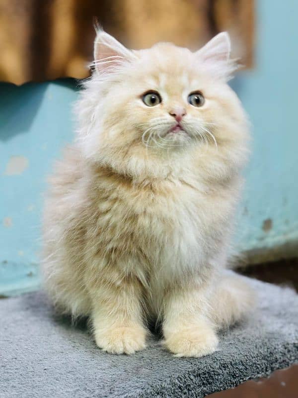 persian cats and kittens for sale wtsapp (0307 /710 /92 /69) 11