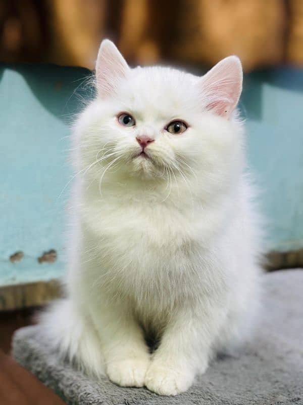 persian cats and kittens for sale wtsapp (0307 /710 /92 /69) 12