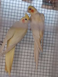 Breeder pair 4 sale