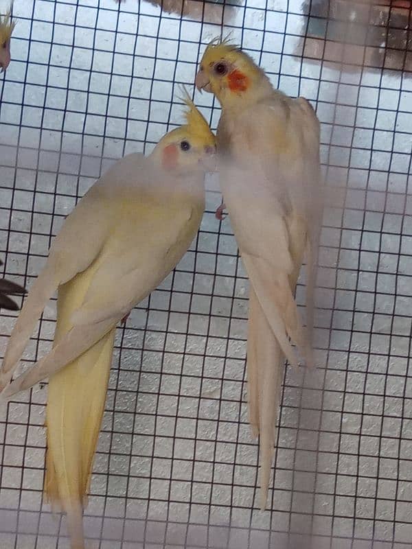 Breeder pair 4 sale 1