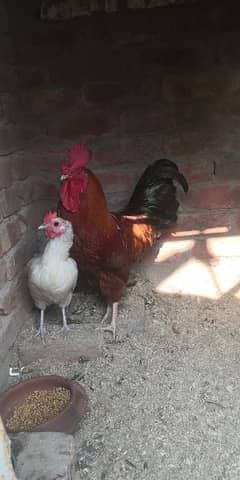 Desi hen for sale