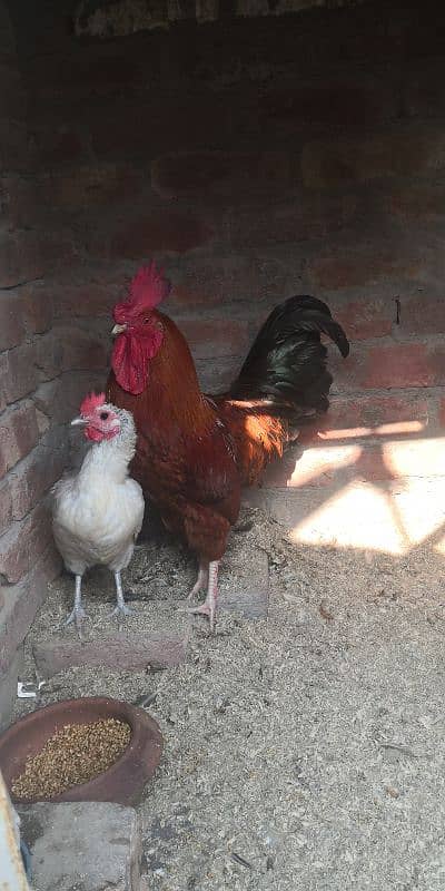 Desi hen for sale 0