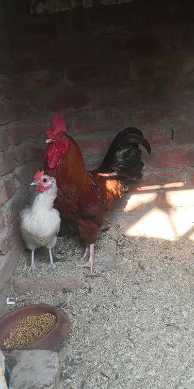 Desi hen for sale 1