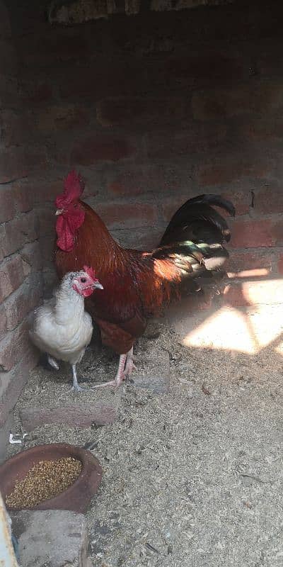 Desi hen for sale 2