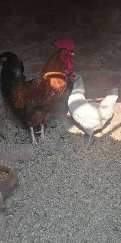 Desi hen for sale 3