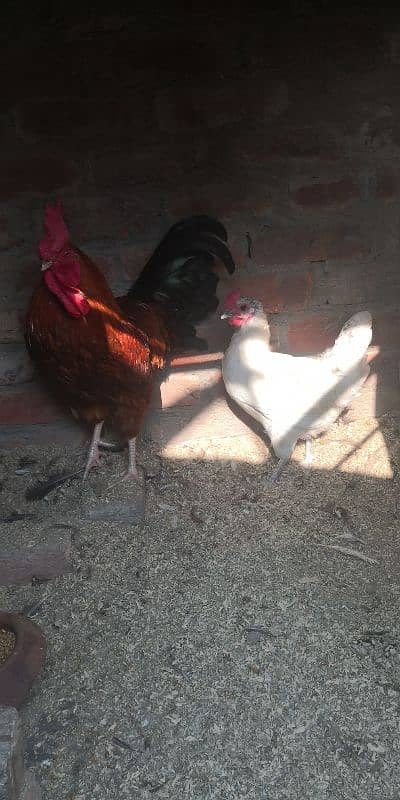 Desi hen for sale 4