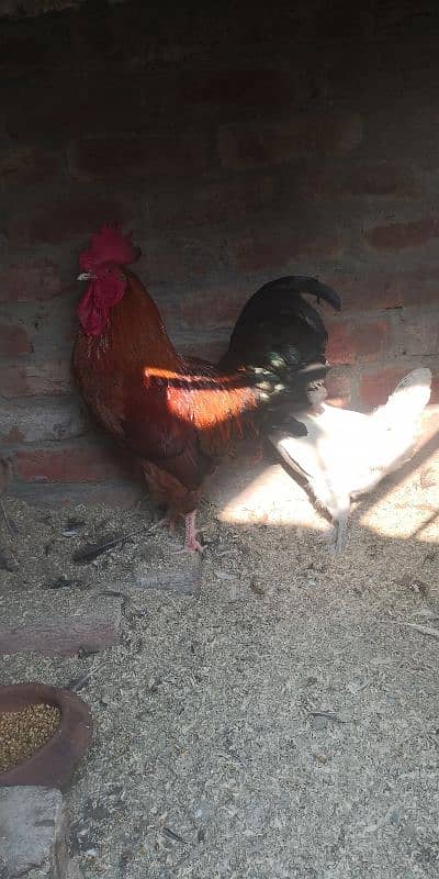 Desi hen for sale 5