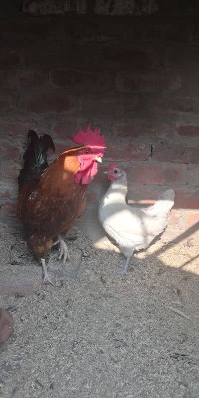 Desi hen for sale 6