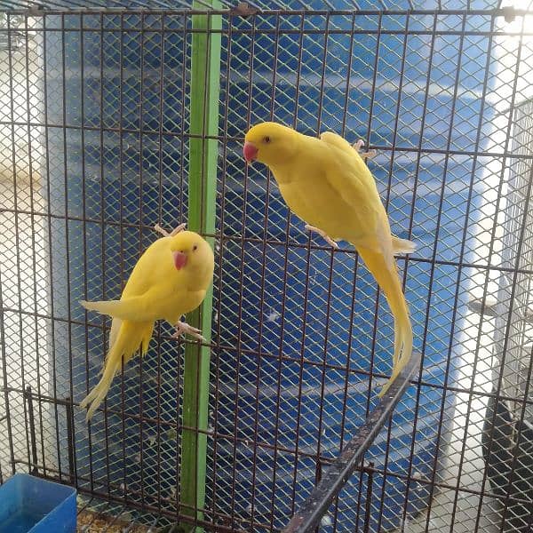 Yellow Ringneck Pair For Sale 1