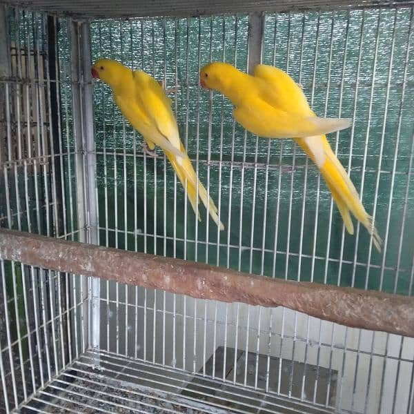 Yellow Ringneck Pair For Sale 2