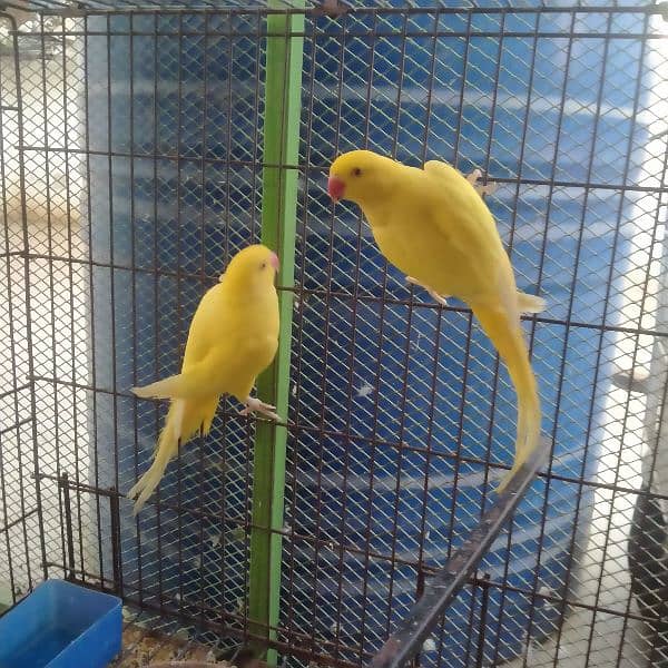 Yellow Ringneck Pair For Sale 3