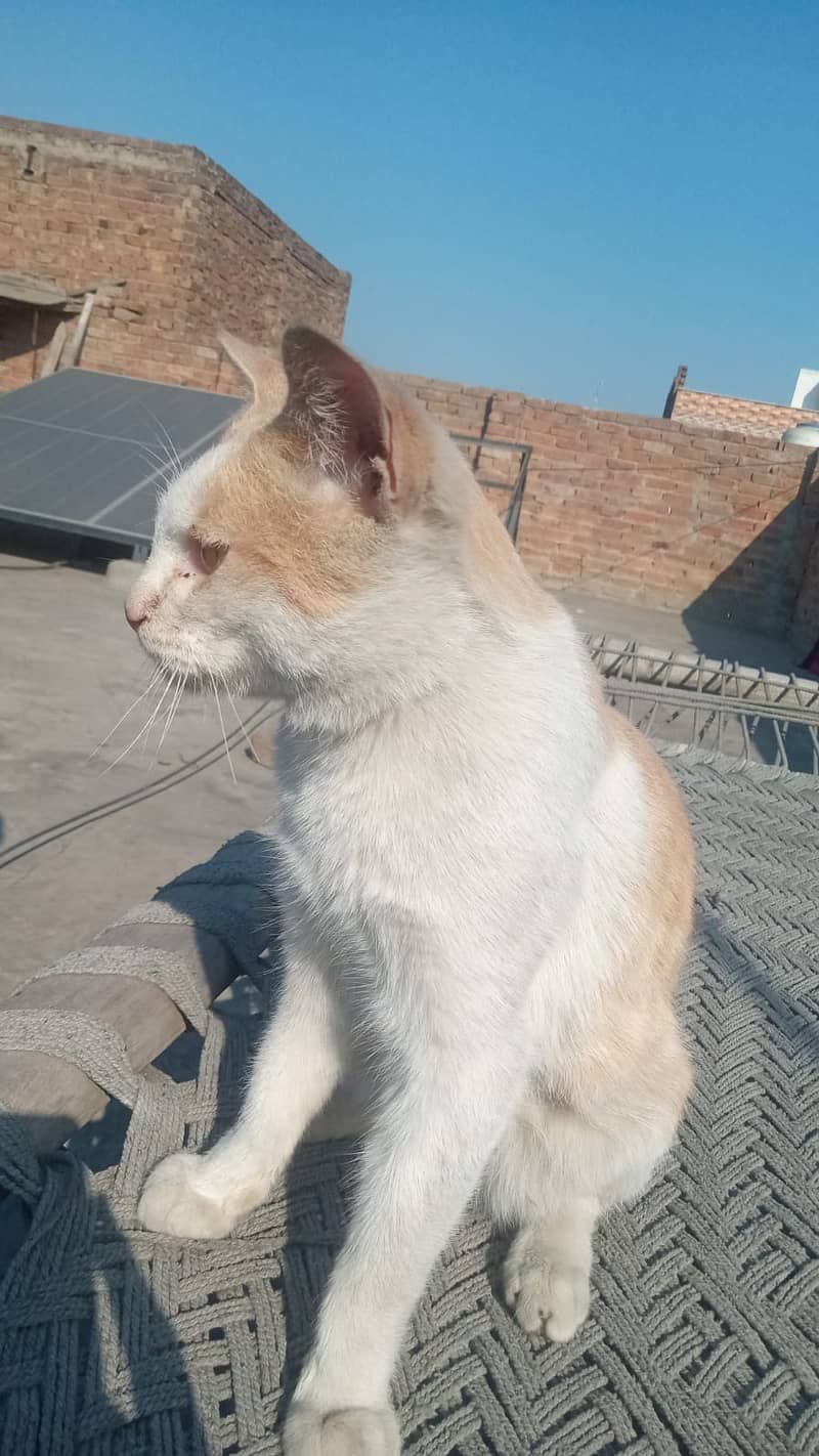 Male cat very friendly fully traind 1