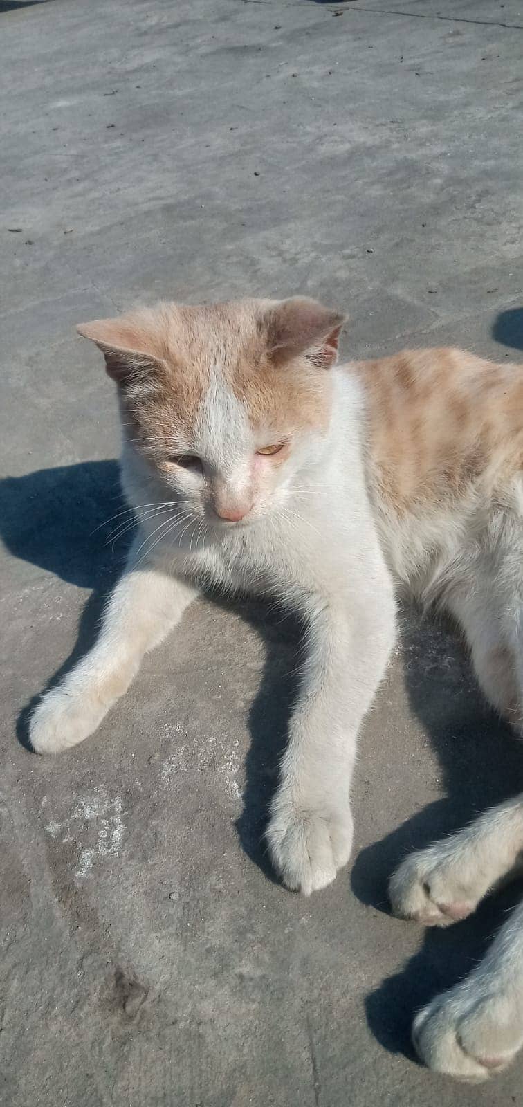 Male cat very friendly fully traind 4