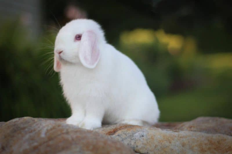 Holland lop breeder pair 1