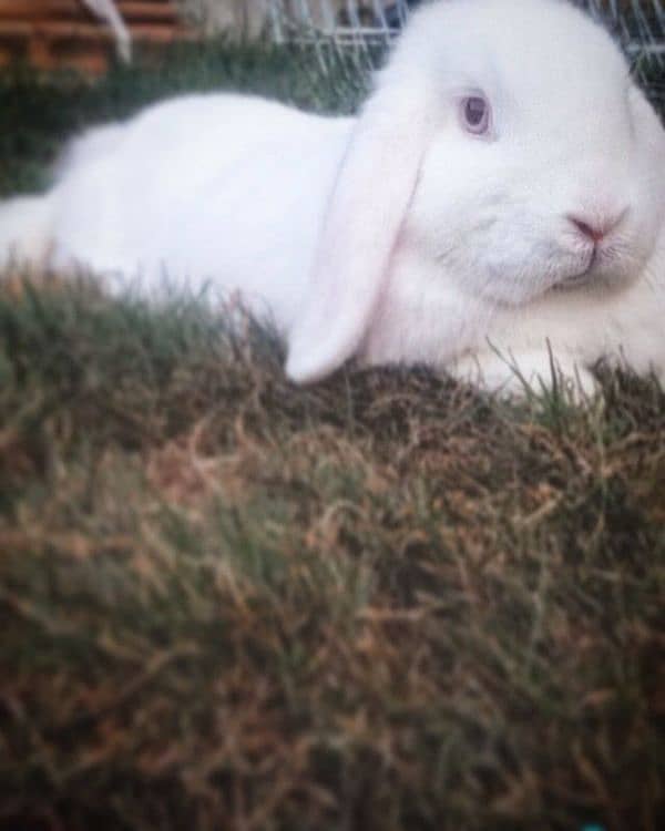 Holland lop breeder pair 2