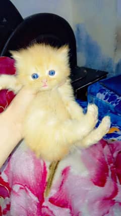 persian kittens triple coat  | punch face| Persian cat