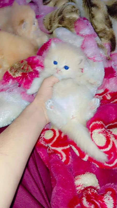 persian kittens triple coat  | punch face| Persian cat 1