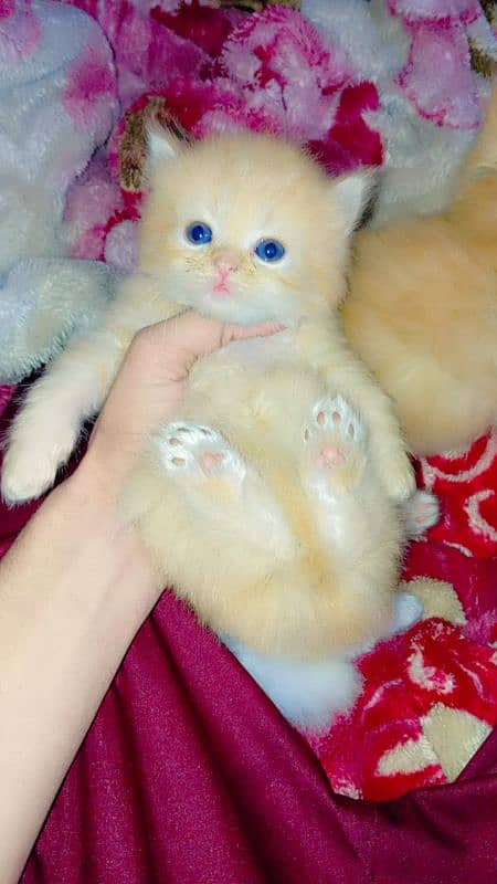 persian kittens triple coat  | punch face| Persian cat 2