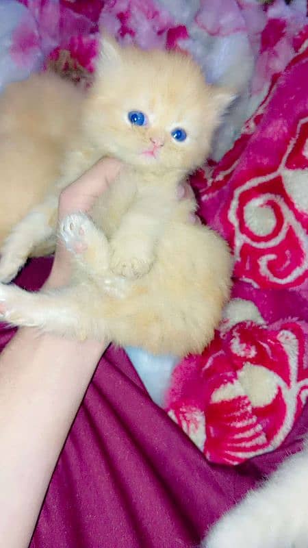 persian kittens triple coat  | punch face| Persian cat 5