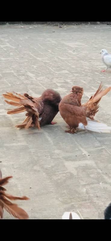 Pure American fantail breeder pair 2