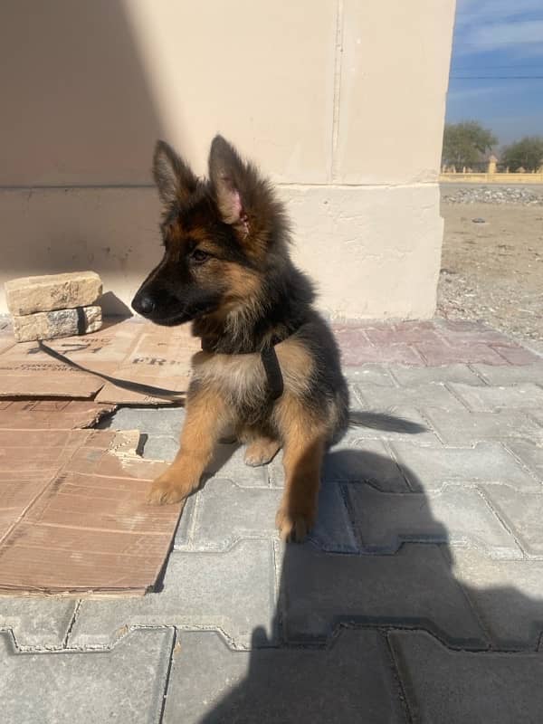 German Shepherd puppy 3 months 0