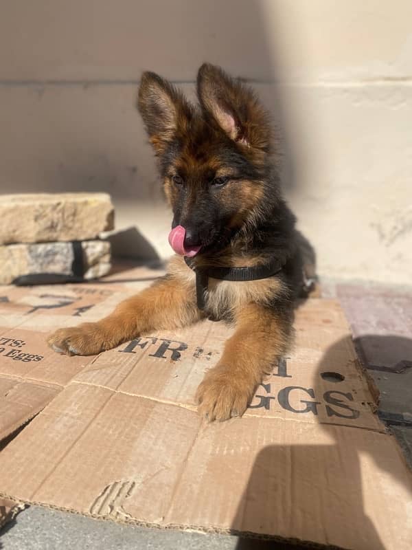 German Shepherd puppy 3 months 1