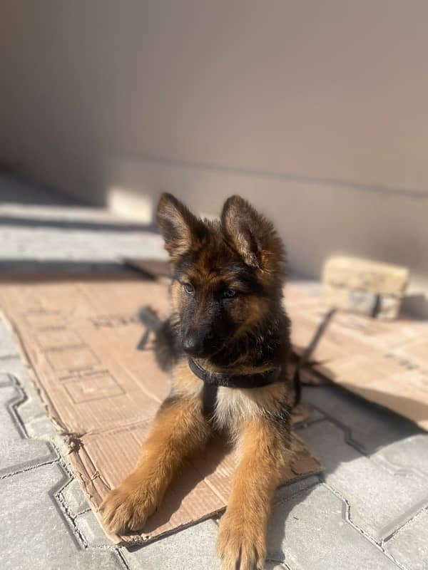 German Shepherd puppy 3 months 2