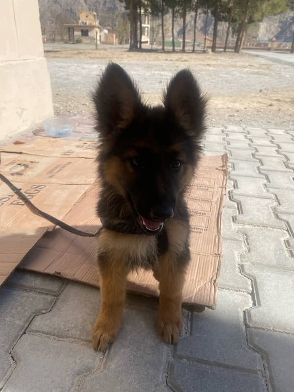 German Shepherd puppy 3 months 3