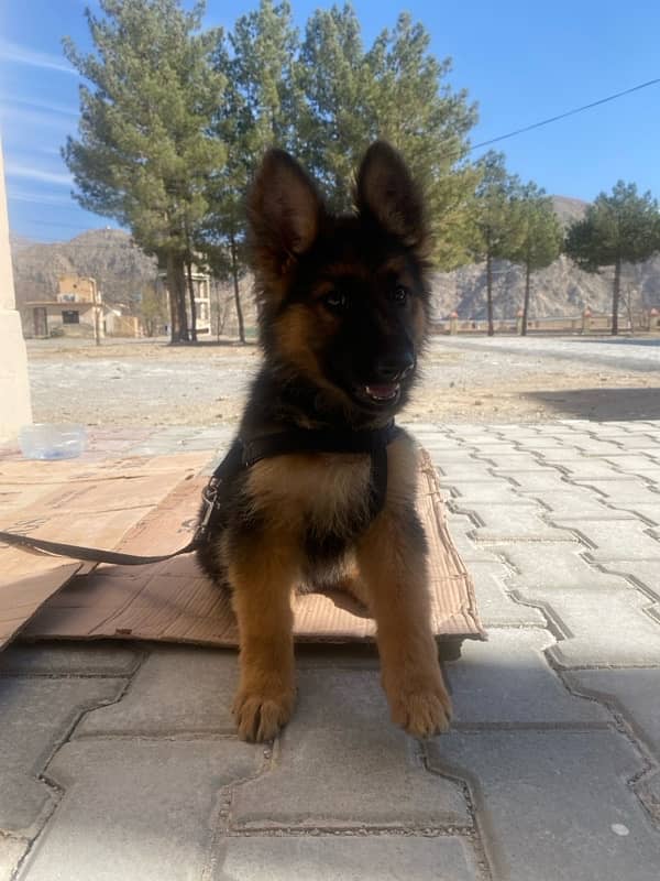 German Shepherd puppy 3 months 4