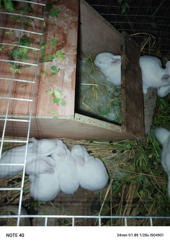 Pure New Zealand white rabbits 0