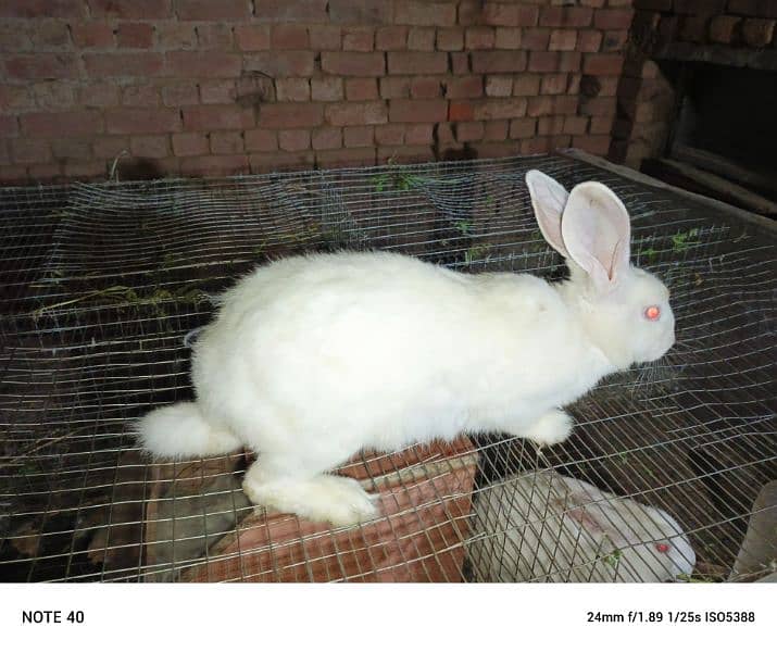 Pure New Zealand white rabbits 2