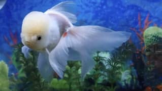 White Oranda Goldfish Big Size