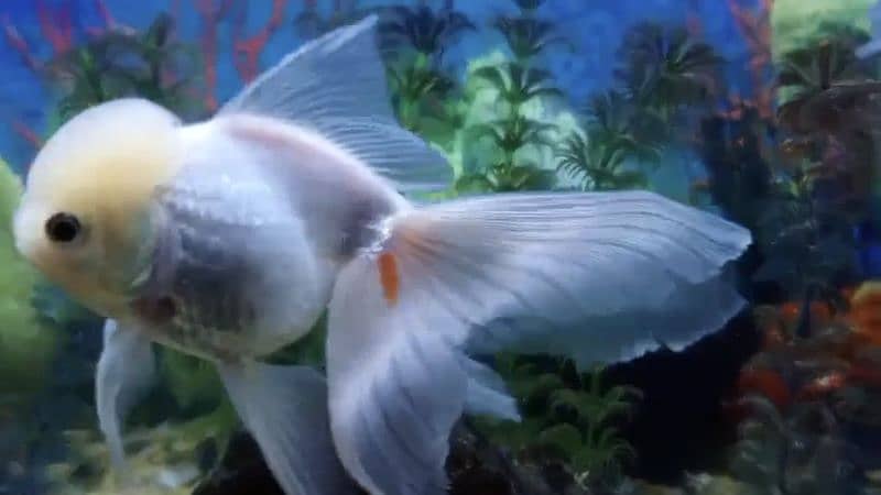 White Oranda Goldfish Big Size 1