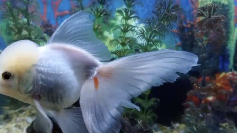 White Oranda Goldfish Big Size 2