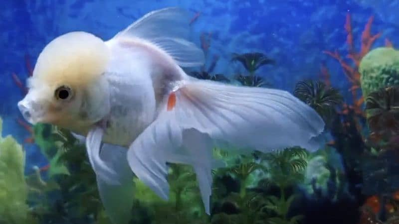 White Oranda Goldfish Big Size 3