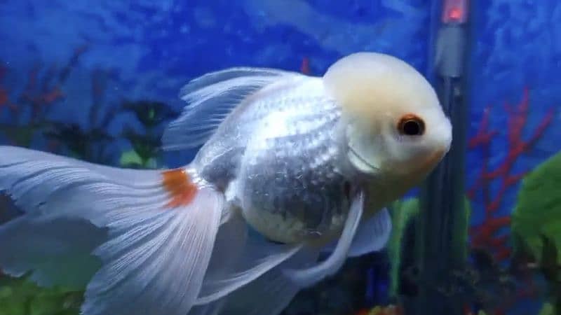 White Oranda Goldfish Big Size 4