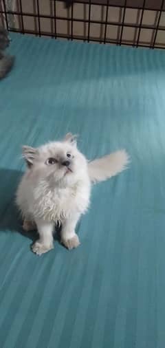 Himalayan and persain kittens for sale