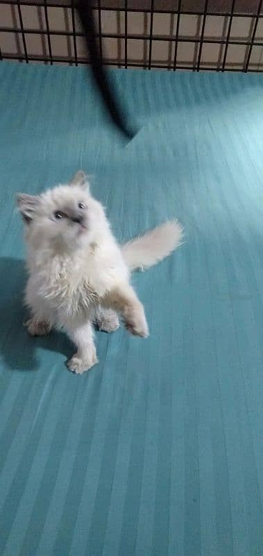 Himalayan and persain kittens for sale 1