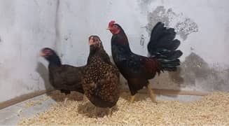 Indian game / brahama loman brown aseel chicks / desi hen for sale