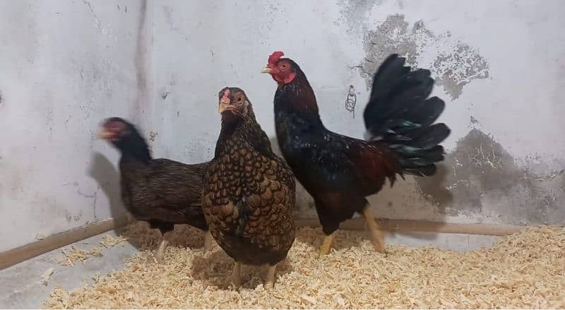 Indian game / brahama loman brown aseel chicks / desi hen for sale 0