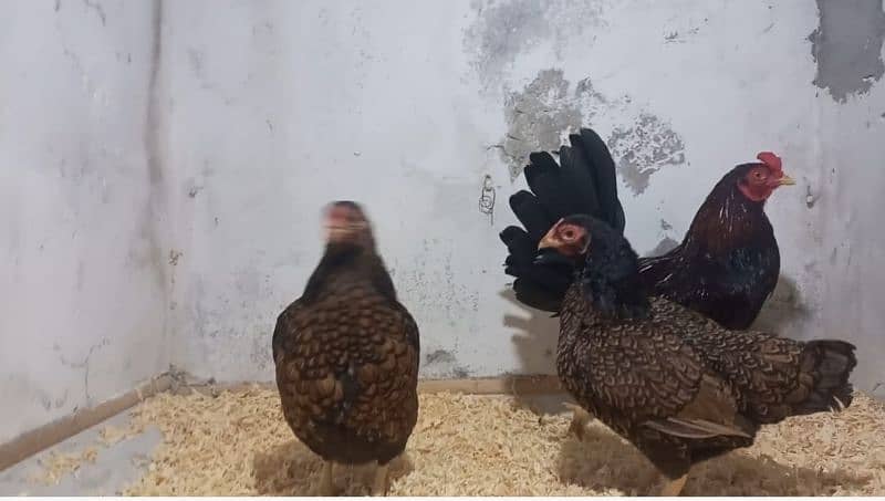 Indian game / brahama loman brown aseel chicks / desi hen for sale 1