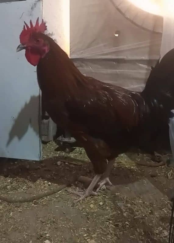 Indian game / brahama loman brown aseel chicks / desi hen for sale 3