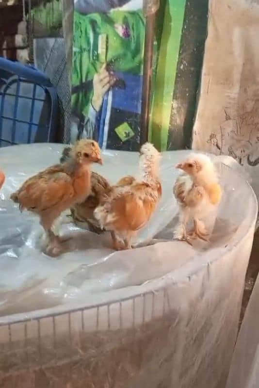 Indian game / brahama loman brown aseel chicks / desi hen for sale 4