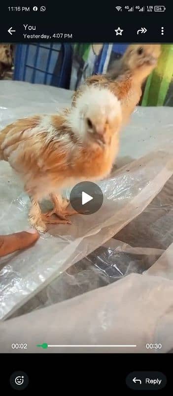 Indian game / brahama loman brown aseel chicks / desi hen for sale 5