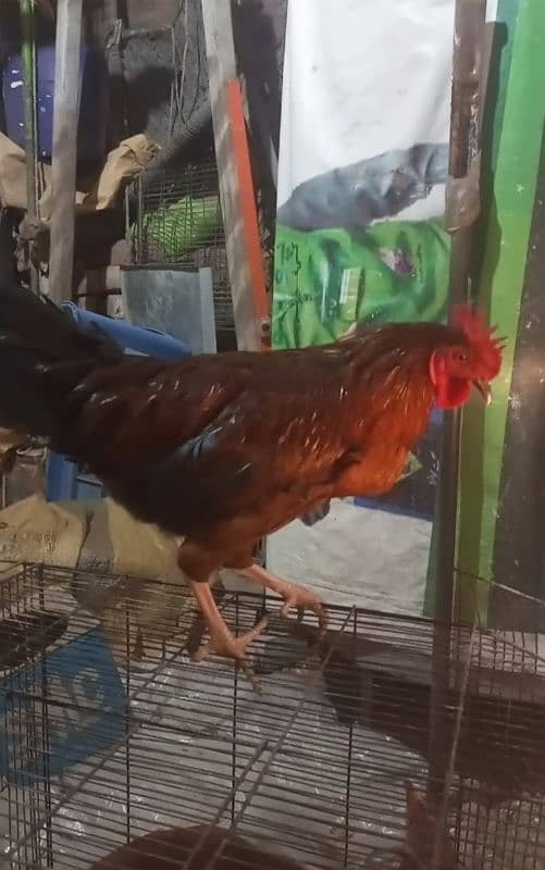 Indian game / brahama loman brown aseel chicks / desi hen for sale 9