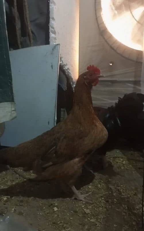 Indian game / brahama loman brown aseel chicks / desi hen for sale 10