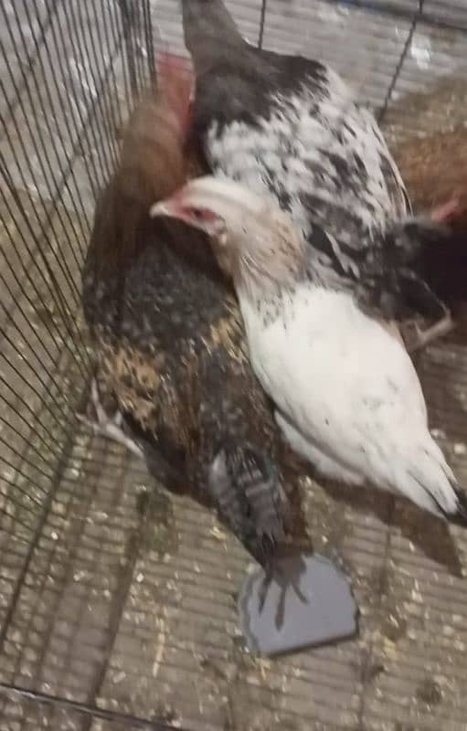 Indian game / brahama loman brown aseel chicks / desi hen for sale 11