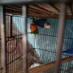 love birds breeder pair